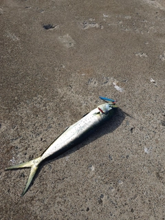シイラの釣果