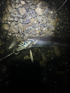 タチウオの釣果