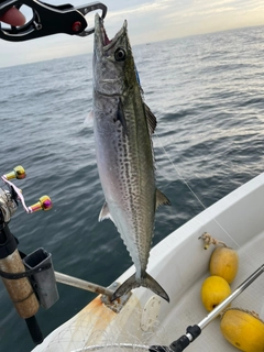 サゴシの釣果