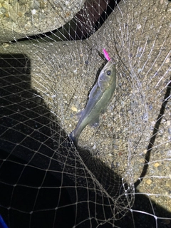 スズキの釣果