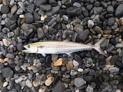サゴシの釣果