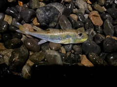 シロサバフグの釣果