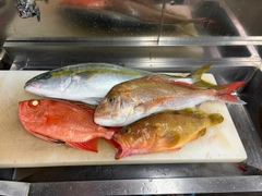 ヒラマサの釣果