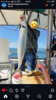 ブリの釣果