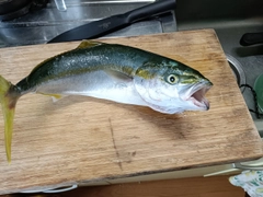 ハマチの釣果