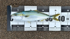 ワカシの釣果