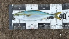 ワカシの釣果