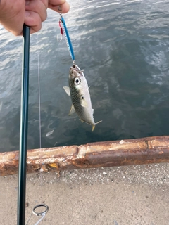 サバの釣果