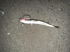 カマスの釣果