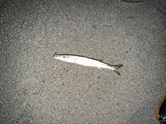 カマスの釣果