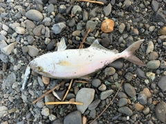 ショゴの釣果