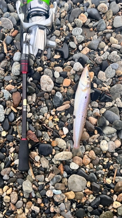 シロギスの釣果