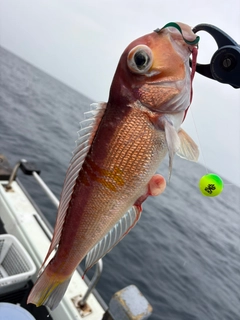 アマダイの釣果