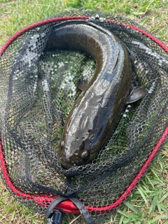 ライギョの釣果