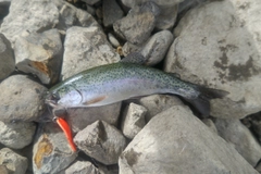 ニジマスの釣果