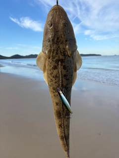 マゴチの釣果