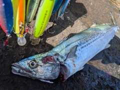 サゴシの釣果
