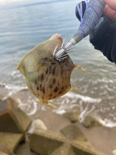 カワハギの釣果