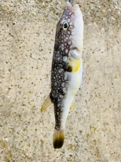 クサフグの釣果