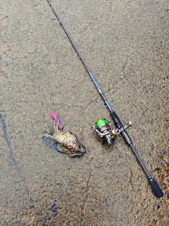 コウイカの釣果
