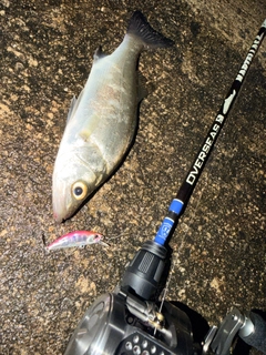 セイゴ（ヒラスズキ）の釣果