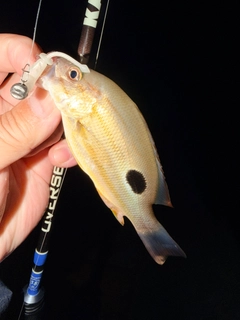 クロホシフエダイの釣果