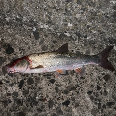 ウグイの釣果