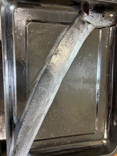 タチウオの釣果