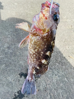 カサゴの釣果