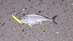 ショゴの釣果