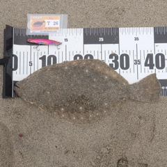 ヒラメの釣果