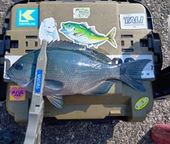 オナガグレの釣果