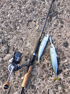 サバの釣果