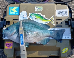 クチブトグレの釣果