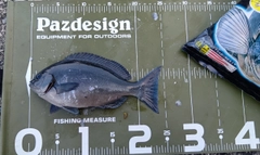 オナガグレの釣果