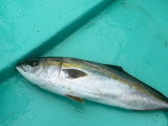 ワラサの釣果
