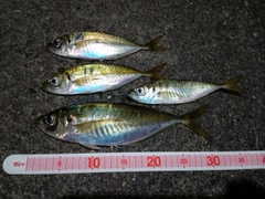 アジの釣果