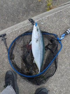 ワラサの釣果