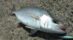 ネリゴの釣果
