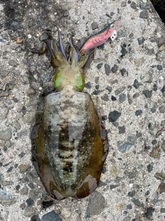 アオリイカの釣果