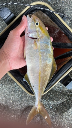 ショゴの釣果
