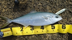 ハマチの釣果