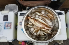 シロギスの釣果