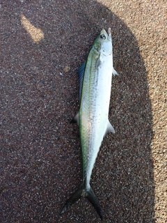 サゴシの釣果