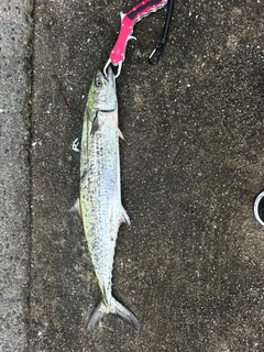 サワラの釣果