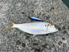 コノシロの釣果