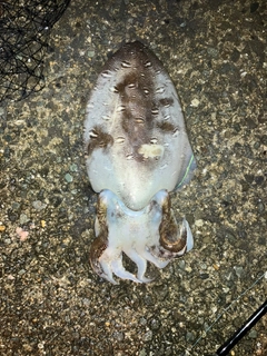 モンゴウイカの釣果