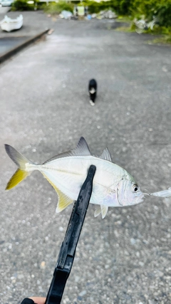 メッキの釣果