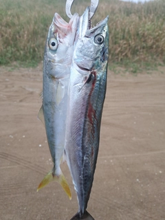 サゴシの釣果