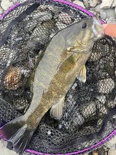 スモールマウスバスの釣果
